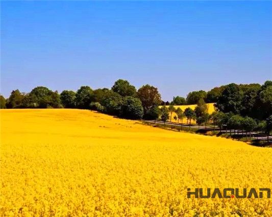 華全牌120kw玉柴系列發(fā)電機組在河南許昌觀賞油菜花