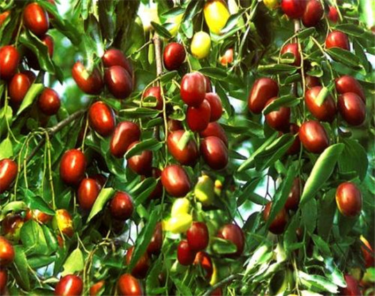 一段《數(shù)棗》繞口令，讓我重新認(rèn)識(shí)了 華全發(fā)電機(jī)組！